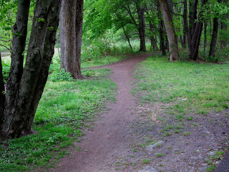 Green Forest Path - Trail through a dark forest landscape.の写真素材