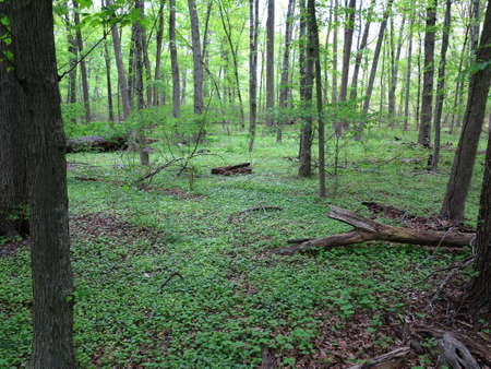 Dark Green Forest landscape with copy space.の写真素材