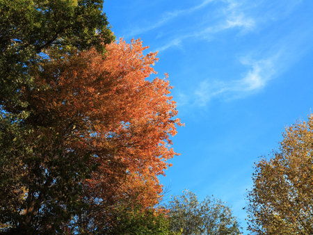 Fall Colors - Autumn trees in deep fall colors with copy space.