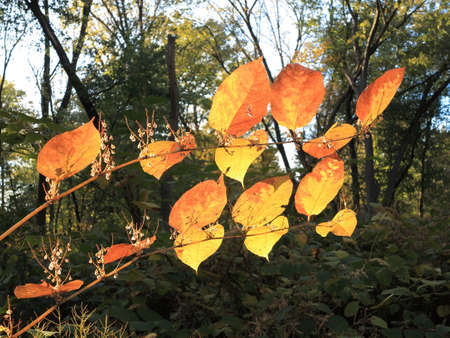 Fall Colors Autumn leaves in deep fall colors with copy space.の写真素材