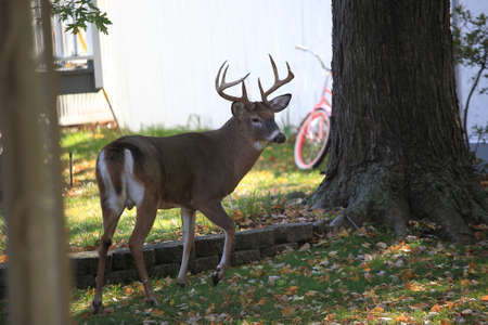 Backyard Deer - Wild deer in suburban backyard.の写真素材