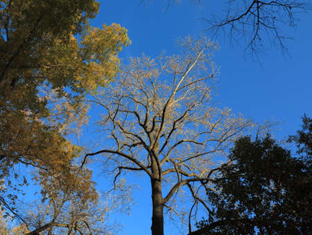 Fall Colors - Autumn trees in deep fall colors.の写真素材