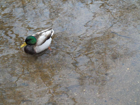 Duck and Copy Space - Wild duck in a dirty pond with muddy water.の写真素材