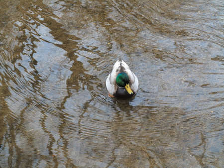 Duck and Copy Space - Wild duck in a dirty pond with muddy water.の写真素材