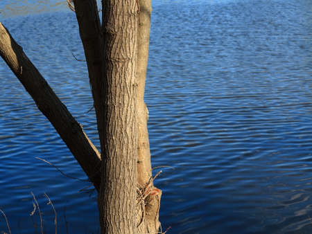 Lakeside Tree and Blue Water - Branches and pond with copy spaceの写真素材