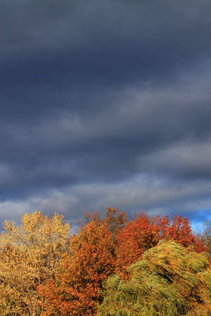 Storm Clouds Background - Heavy dark storm clouds over a trees in a forest with the colors of autumn.の写真素材