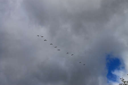 Flying birds in a cloudy sky - Canadian geese in a row overhead in the clouds.の写真素材