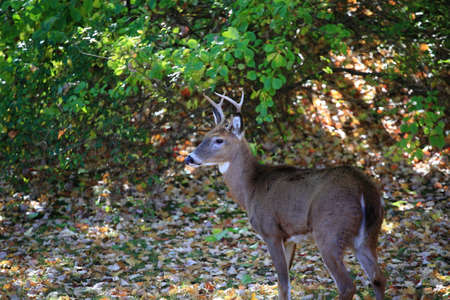 Backyard Deer - Wild deer forages in suburban yard.の写真素材