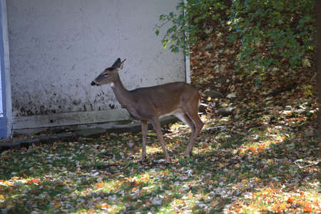 Suburban Backyard Deer - Wild deer in backyard.の写真素材