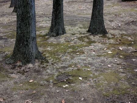 Trees and Forest Floor - Woodland trunks with copy space.の写真素材