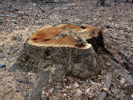 Tree Stump - Freshly cut stump in an early spring or late winter forest.の写真素材