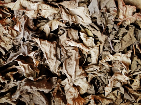 dried leaves backgroundの写真素材