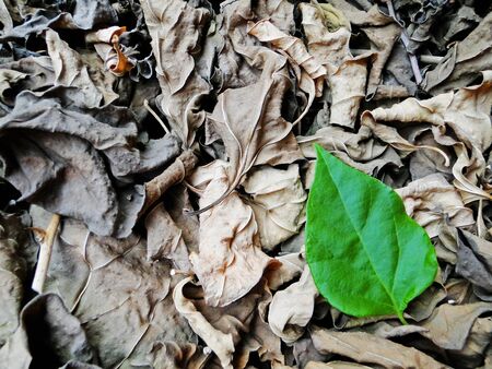 green on dried leaves backgroundの写真素材
