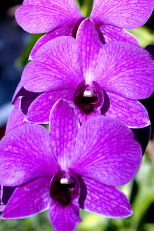 orchidの写真素材