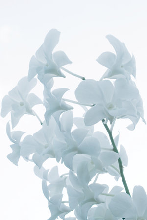 white orchidの写真素材