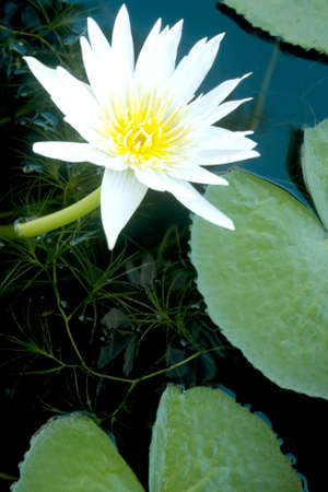 lotusの写真素材