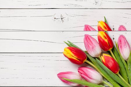 Fresh pink and red-yellow tulips on wooden backgroundの写真素材