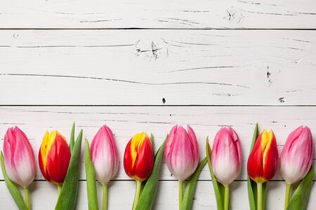 Fresh pink and red-yellow tulips on wooden backgroundの写真素材