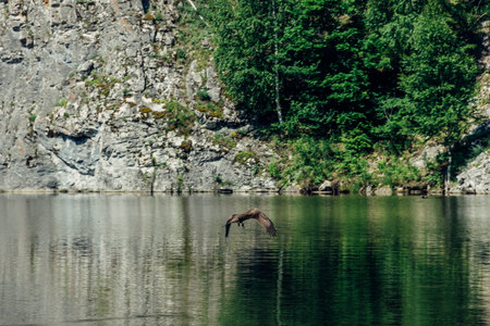 Bird of prey caught a fish in the reservoir