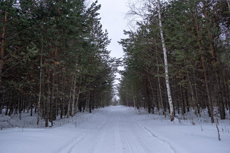 Winter road in the forest. Snow-covered coniferous forest.の写真素材