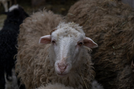 Ram in a winter barn in the villageの写真素材