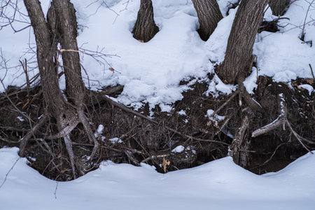 Tree roots on the shore of a frozen lake in winterの写真素材