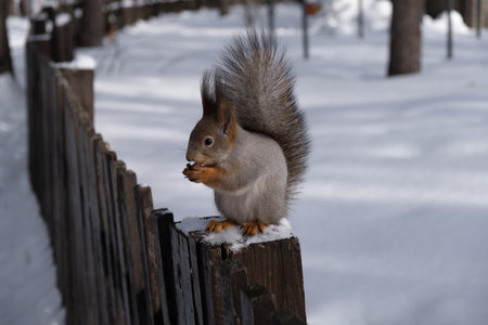 Squirrel eats a nut in a winter parkの写真素材
