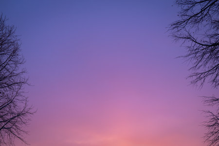 Background. Sunset sky color between trees winterの写真素材