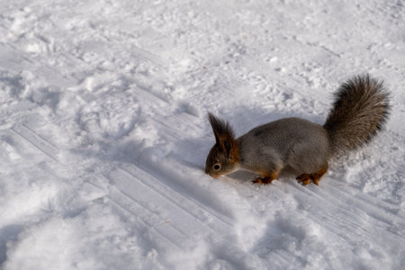 Squirrel stuck nose into the snowの写真素材