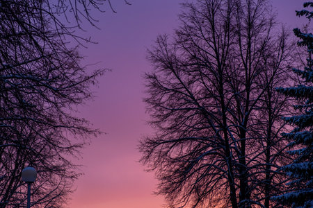 Background. Sunset sky color between trees winterの写真素材