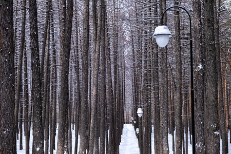 Background. Forest of dark larches in the park with lanternsの写真素材