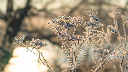 Frozen grass by the lake in winter in Bashkiria