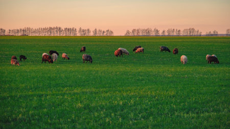 Sheep in the field, winter crops, greenery, horizon, sunset time, landingの写真素材
