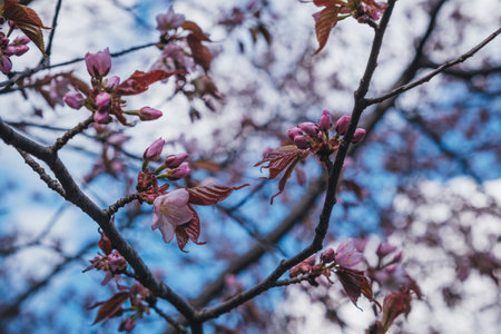 Japanese sakura blossomed in Moscowの写真素材
