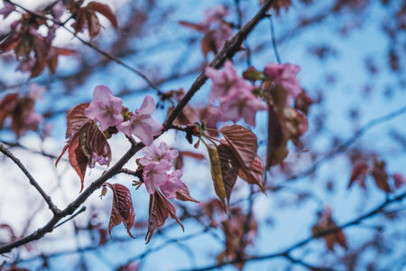 Japanese sakura blossomed in Moscowの写真素材