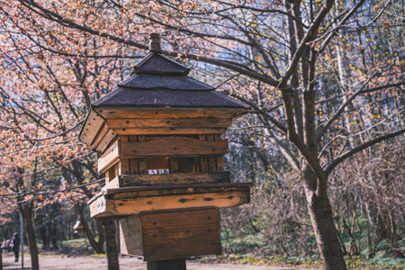 Bird feeder near Japanese sakura in Moscow