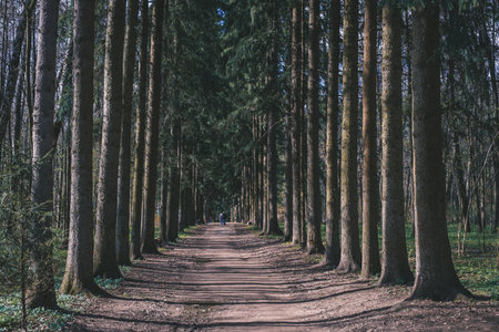 Tree planting, a corridor of trees in the arboretumの写真素材
