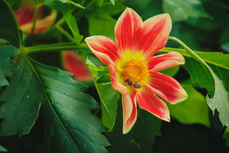 Moms Flowers, August 2024の写真素材