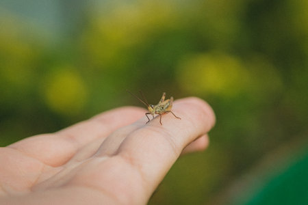 Grasshopper on my armの写真素材