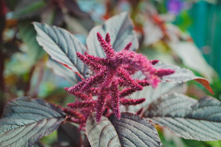 Moms Flowers, August 2024の写真素材