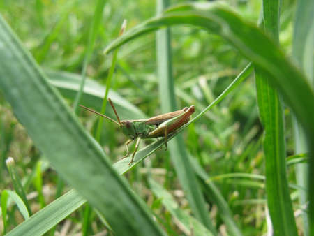 grasshopper in the meadowの写真素材