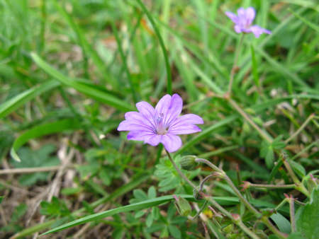 A purple lilac blooming on the fieldの写真素材