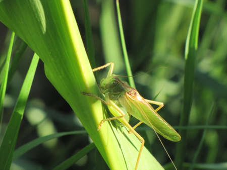 Grasshopper in the corn fieldの写真素材