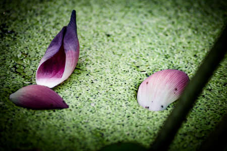three lotus petals on poolの写真素材
