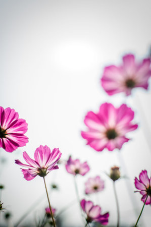 Close up of flowers