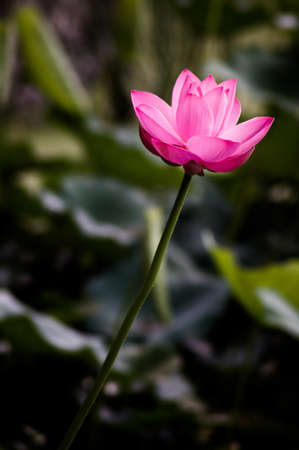 20,140,627 taken in Nanjing Chinaの写真素材