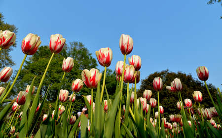tulipsの写真素材