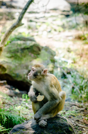 monkey