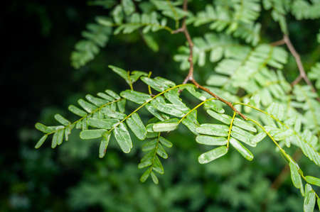 leavesの写真素材