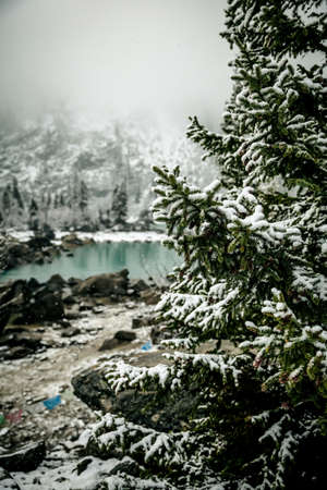 cedarの写真素材